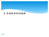 新湘科版科学四年级下册：3.3 互相依存的动植物 PPT课件+教案+学习评价表+素材