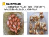 四年级科学下册7 植物的一生PPT课件 冀人版
