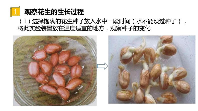 四年级科学下册7 植物的一生PPT课件 冀人版03