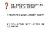 四年级科学下册7 植物的一生PPT课件 冀人版