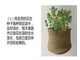四年级科学下册7 植物的一生PPT课件 冀人版