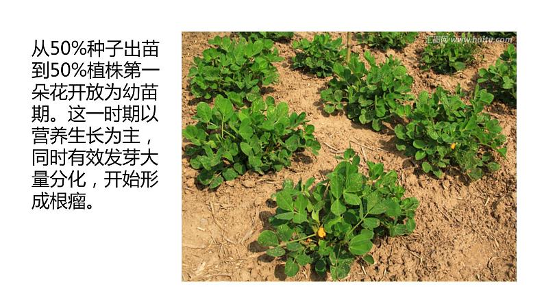 四年级科学下册7 植物的一生PPT课件 冀人版07