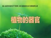 四年級(jí)科學(xué)下冊(cè)5植物的器官PPT課件 冀人版