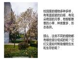 四年級(jí)科學(xué)下冊(cè)5植物的器官PPT課件 冀人版