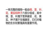 四年級(jí)科學(xué)下冊(cè)5植物的器官PPT課件 冀人版