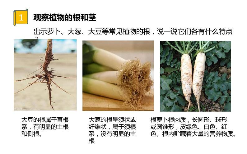 四年级科学下册5植物的器官PPT课件 冀人版04