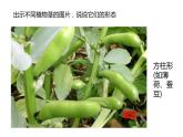 四年級(jí)科學(xué)下冊(cè)5植物的器官PPT課件 冀人版