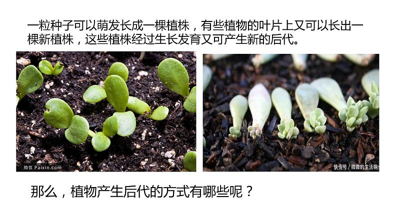 四年级科学下册6植物的繁殖PPT课件 冀人版02