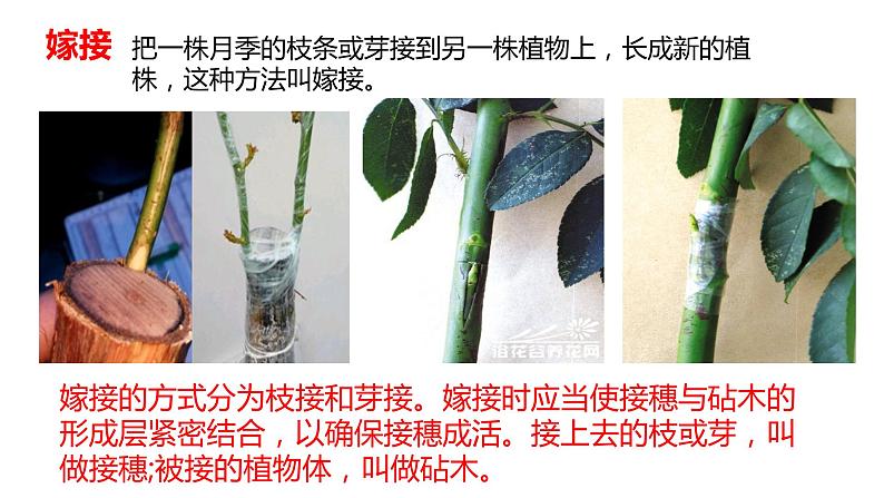 四年级科学下册6植物的繁殖PPT课件 冀人版07