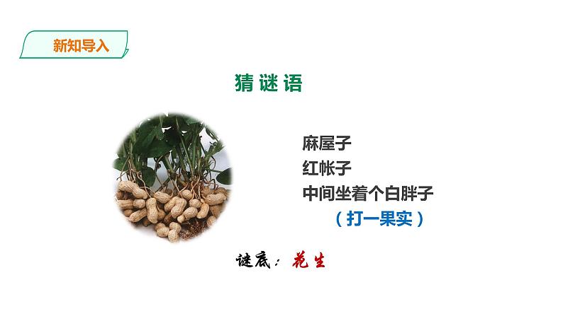 教科版（2017）四年级科学下册1.1《种子里孕育着新生命》课件+教案+视频02