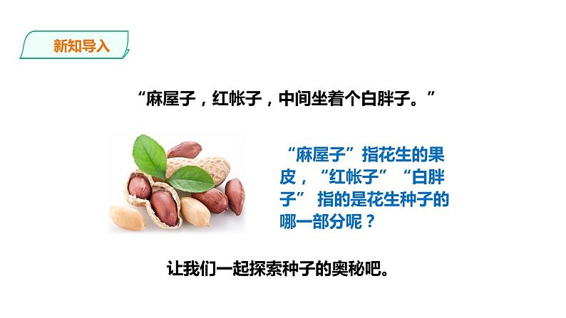 教科版（2017）四年级科学下册1.1《种子里孕育着新生命》课件+教案+视频03