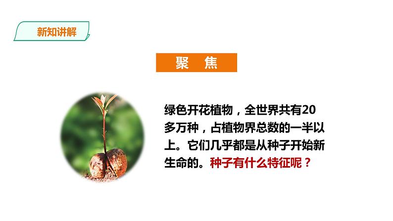 教科版（2017）四年级科学下册1.1《种子里孕育着新生命》课件+教案+视频04