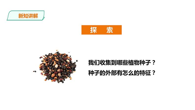 教科版（2017）四年级科学下册1.1《种子里孕育着新生命》课件+教案+视频05