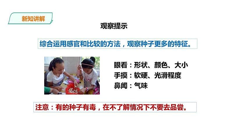 教科版（2017）四年级科学下册1.1《种子里孕育着新生命》课件+教案+视频06