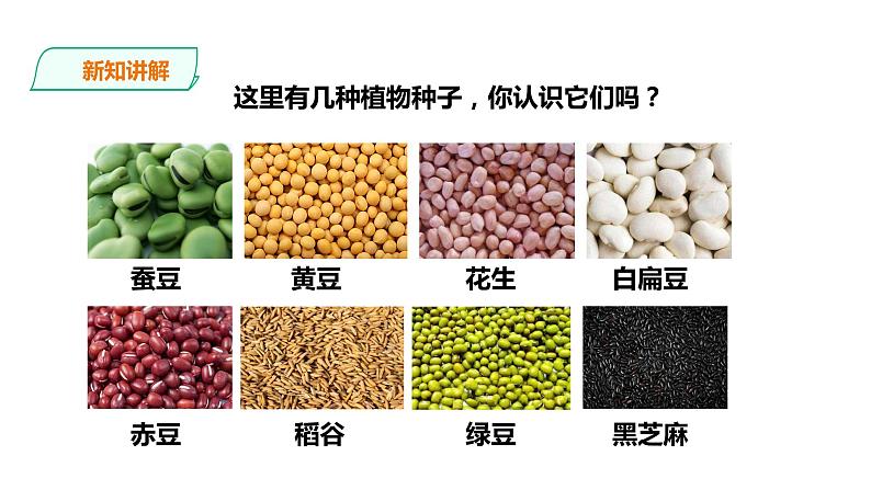 教科版（2017）四年级科学下册1.1《种子里孕育着新生命》课件+教案+视频08