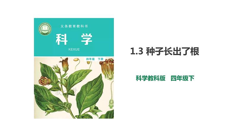 教科版（2017）四年级科学下册1.3《种子长出了根》课件+教案+视频01