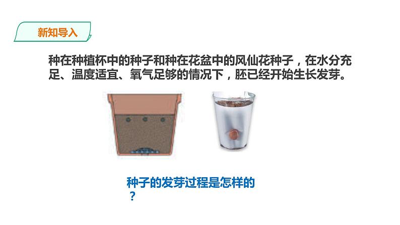 教科版（2017）四年级科学下册1.3《种子长出了根》课件+教案+视频02