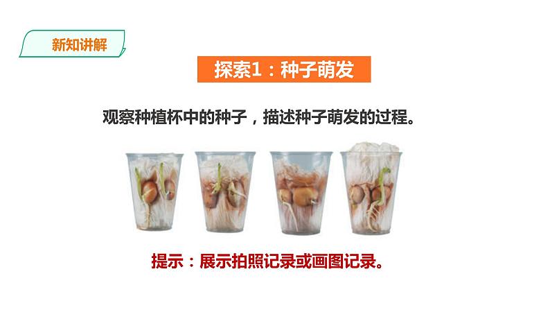 教科版（2017）四年级科学下册1.3《种子长出了根》课件+教案+视频03