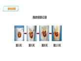 教科版（2017）四年级科学下册1.3《种子长出了根》课件+教案+视频