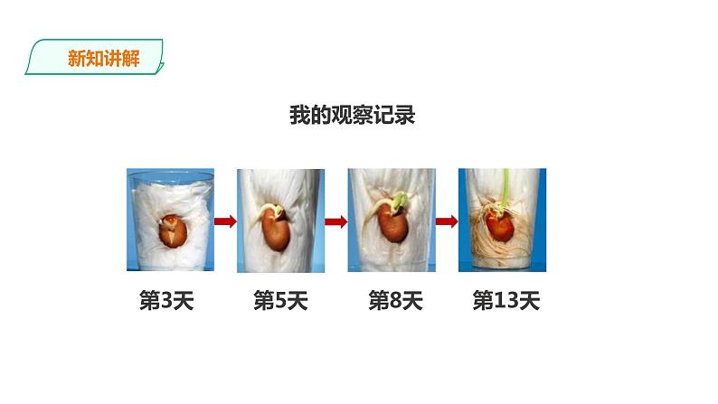 教科版（2017）四年级科学下册1.3《种子长出了根》课件+教案+视频04