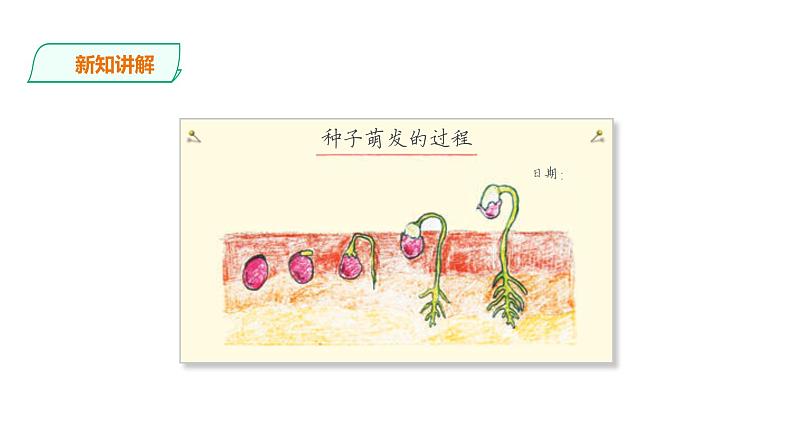教科版（2017）四年级科学下册1.3《种子长出了根》课件+教案+视频05
