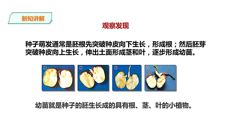 教科版（2017）四年级科学下册1.3《种子长出了根》课件+教案+视频06