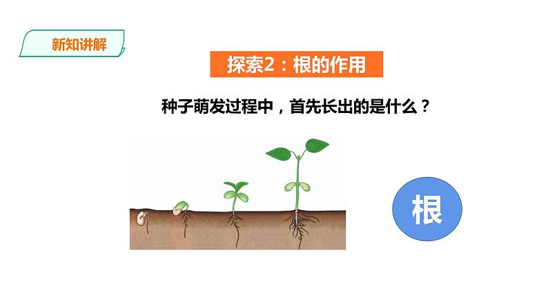 教科版（2017）四年级科学下册1.3《种子长出了根》课件+教案+视频08