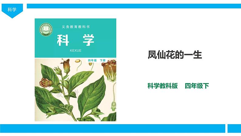 教科版（2017）四年级科学下册1.8《凤仙花的一生》课件+教案+视频01