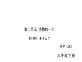 三年级科学下册习题课件--第3课时 蚕长大了 教科版