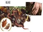 五年级下册科学课件  1.4《蚯蚓的选择》教科版