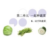 二年級下冊科學(xué)課件 - 2.6  動手種蔬菜   粵教版 (共15張PPT)