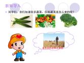 二年級下冊科學(xué)課件 - 2.6  動手種蔬菜   粵教版 (共15張PPT)
