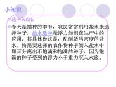 二年級下冊科學(xué)課件 - 2.6  動手種蔬菜   粵教版 (共15張PPT)