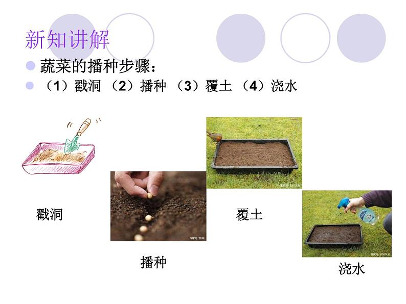 二年级下册科学课件 - 2.6  动手种蔬菜   粤教版 (共15张PPT)第7页