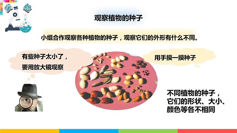 种子里孕育着新生命PPT课件免费下载04