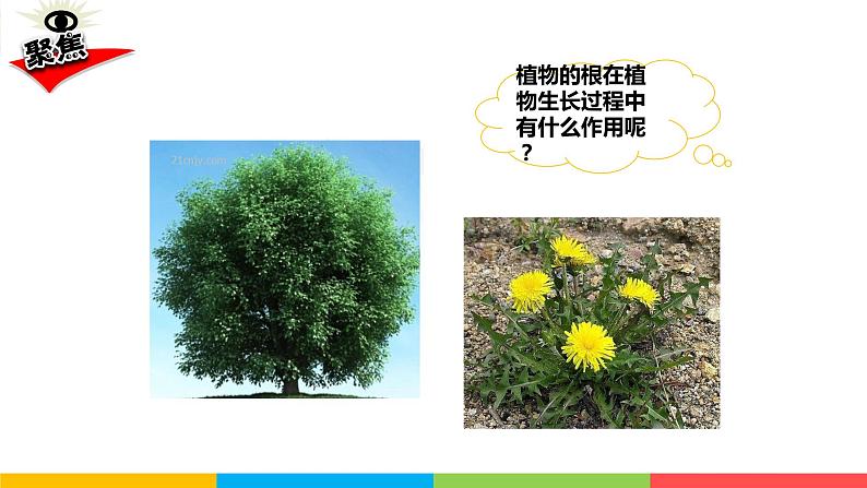 2021教科版四年级下册科学-1.3种子长出了根PPT课件及教案03