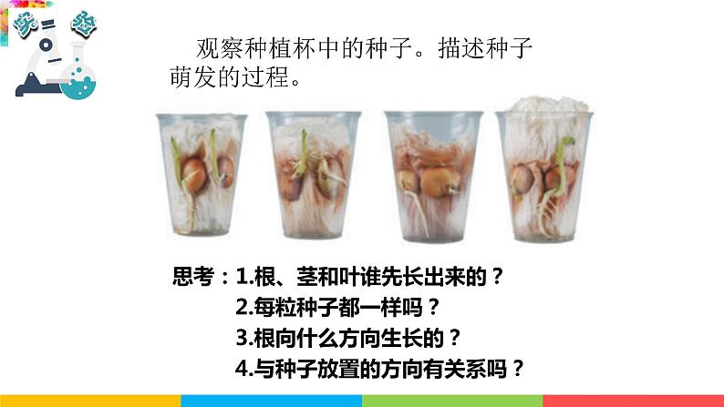 2021教科版四年级下册科学-1.3种子长出了根PPT课件及教案04