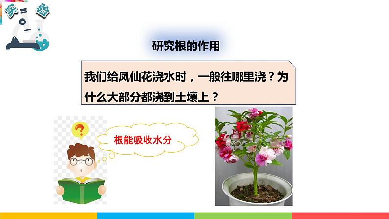 2021教科版四年级下册科学-1.3种子长出了根PPT课件及教案06