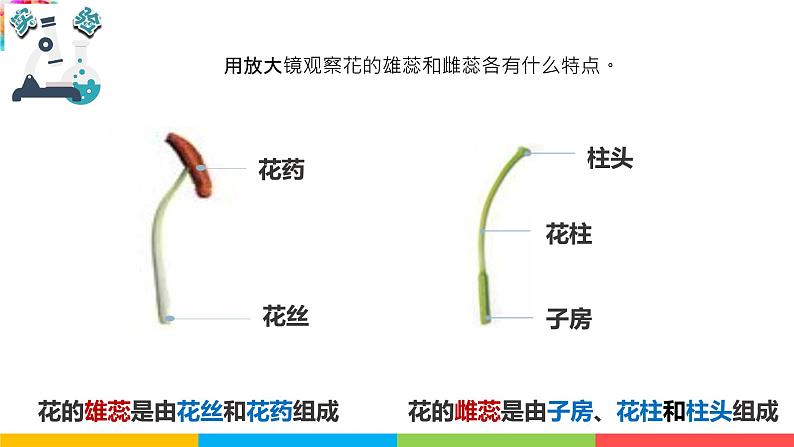 2021教科版四年级下册科学-1.5凤仙花开花了PPT课件及教案05