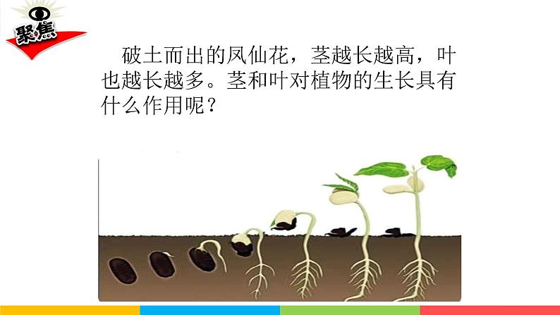 2021教科版四年级下册科学-1.4茎和叶PPT课件及教案03