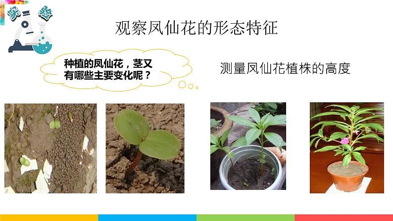 2021教科版四年级下册科学-1.4茎和叶PPT课件及教案04