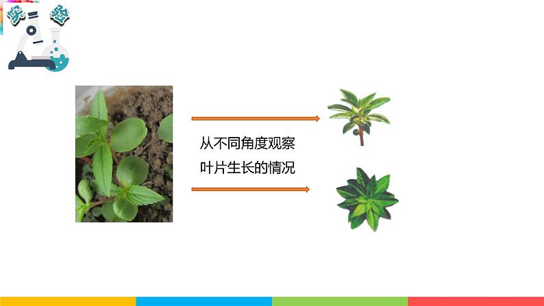 2021教科版四年级下册科学-1.4茎和叶PPT课件及教案06