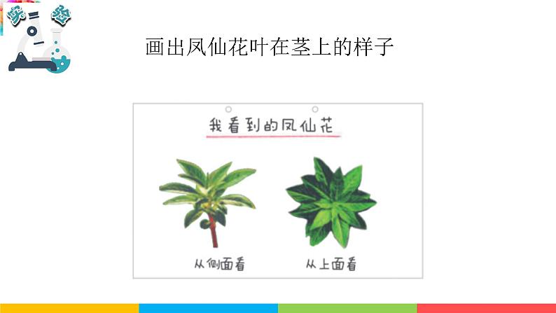 2021教科版四年级下册科学-1.4茎和叶PPT课件及教案07