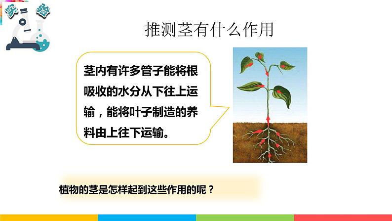 2021教科版四年级下册科学-1.4茎和叶PPT课件及教案08