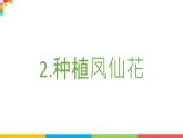 2021教科版四年级下册科学-1.2种植凤仙花PPT课件及教案