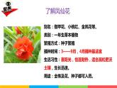 2021教科版四年级下册科学-1.2种植凤仙花PPT课件及教案