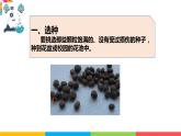 2021教科版四年级下册科学-1.2种植凤仙花PPT课件及教案