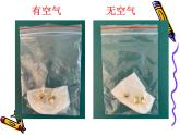 教科版（2017秋）五年级下册科学1.2《比较种子发芽实验》ppt课件