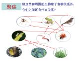 教科版（2017秋）五年级下册科学1.7《设计和制作生态瓶》ppt课件