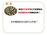 教科版（2017秋）五年级下册科学1.3《绿豆苗的生长》ppt课件